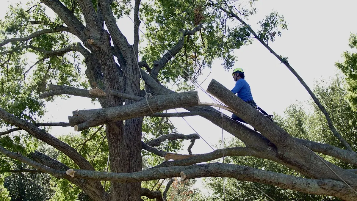 Professional Crown Thinning performed by certified arborists in Sherrard
